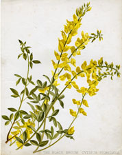 THE BLACK BROOM CYTISUS NIGRICANS