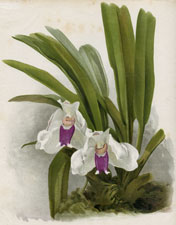 BOLLEA SCHROEDERIANA