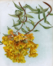 BOMAREA FRONDEA