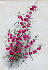 BORONIA HETEROPHYLLA