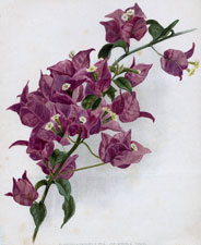 BOUGAINVILLEA GLABRA VAR
