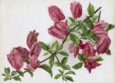 BOUGAINVILLEA SPECTABILIS