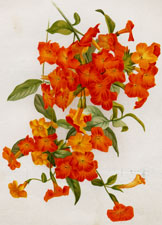 BROWALLIA STREPTOSOLEN JAMESONI