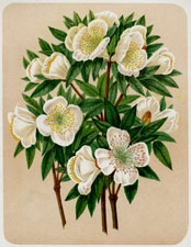 BRUSH BUSH (EUCRYPHIA PINNATIFOLIA - Gay)