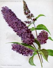 BUDDLEIA VARIABLILIS MAGNIFICA