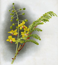 CAESALPINIA JAPONICA
