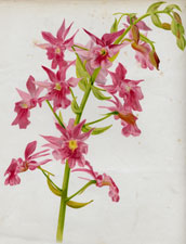 CALANTHE VEITCHII