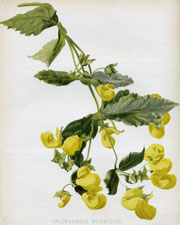 CALCEOLARIA BURBIDGEI