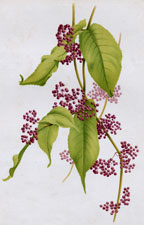 CALLICARPA PURPUREA