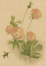 CALLIRHOE PAPAVER