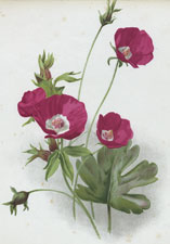 CALLIRHOE PAPAVER