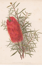 CALLISTEMON RIGIDUS