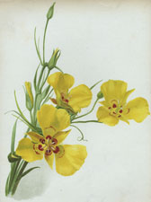 CALOCHORTUS LUTEUS CONCOLOR