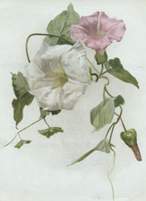 1. CALYSTEGIA SYLVATICA 2. C. SEPIUM VAR.