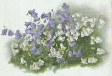 CAMPANULA CAESPITOSA