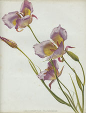 CALOCHORTUS PLUMMERAE