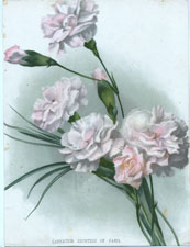 CARNATION COUNTESS OF PARIS