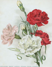 CARNATIONS