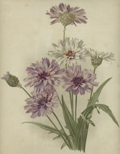 CATANANCHE COERULEA AND C. ALBA