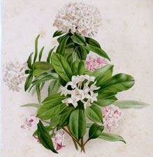 DAPHNE INDICA AND WHITE VARIETY
