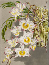 DENDROBIUM BOXALLI