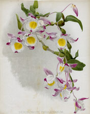 DENDROBIUM FINDLEYANUM