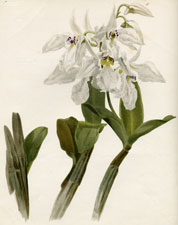 DENDROBIUM JOHNSONAE