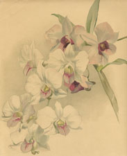 DENDROBIUM PHALAENOPSIS SCHROEDERIANUM