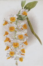 DENDROBIUM THYRSIFLORUM