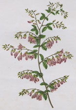 DESMODIUM PENDULIFLORUM