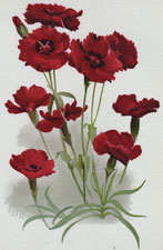 DIANTHUS WARLEY