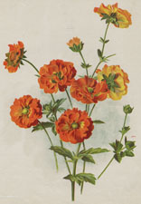 DOUBLE CINQUEFOIL