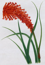 THE DWARF FLAME FLOWER (TRIROMA MACOWANI - BAKER)