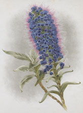 ECHIUM CALLITHYRSUM