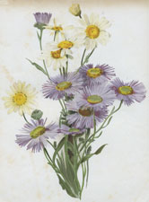 ERIGERON SPECIOSUS