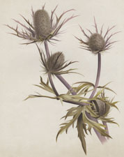 ERYNGIUM OLIVERIANUM