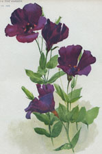 EUSTOMA RUSSELLIANUM