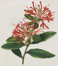 FIRE BUSH (EMBOTHRIUM COCCINEUM FORST)