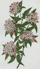 FRAGRANT ABELIA