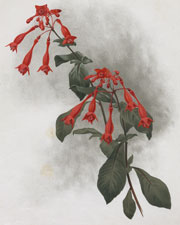 FUSCHIA TRIPHYLLA