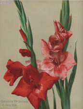 GLADIOLUS MRS BEECHER