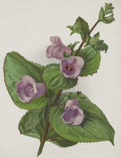 GLOXINIA MACULATA