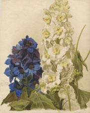 GROUP OF DELPHINIUMS