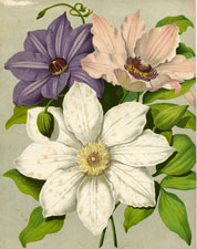 GROUP OF NEW CLEMATIS