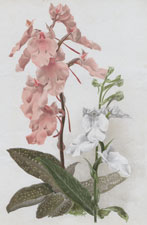 HABENARIA CARNEA