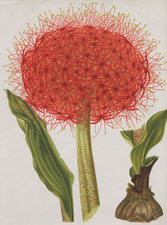 HAEMANTHUS KALBREYERI