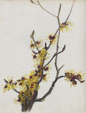 HAMAMELIS ARBOREA