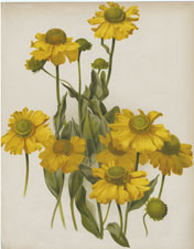 HELENIUM AUTUMNALE PUMILUM