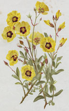 HELENIUM AUTUMNALE PUMILUM