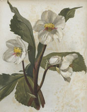 HELLEBORUS ALTIFOLIUS